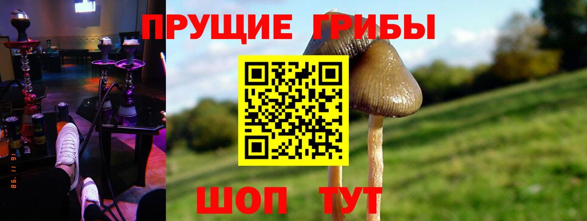 купить закладку  Псилоцибиновые грибы мицелий  Вход с VPN  Сертолово 